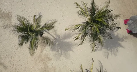 Aerial view of palm trees and sun umbrella Stock Footage 124000341