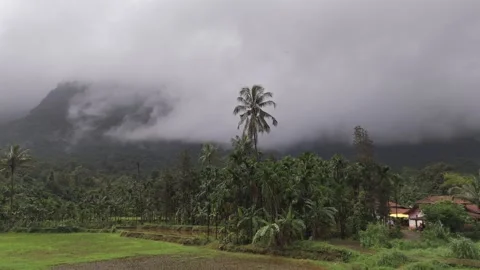 Aerial View of Palm Trees and Mist Covered Hills Western Ghats Karnataka Stock Footage 333550147