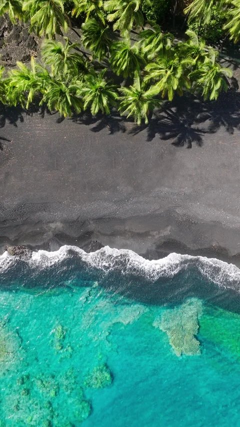 Aerial View of Palm Trees Casting Shadows on Black Sand Beach in Hawaii Video stock 275867971