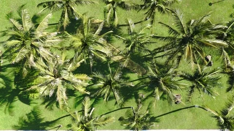 Aerial View of Palm Trees in Da Nang, Vietnam 库存影片 323504524