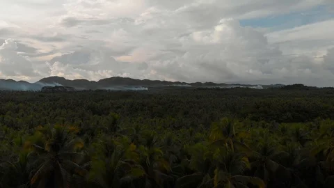 Aerial view of palm trees field Stock Footage 108257997