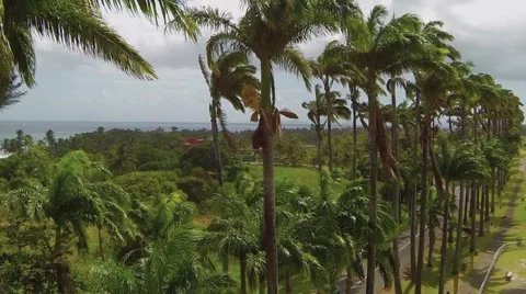 Aerial View of palm trees Stock Footage 60603452