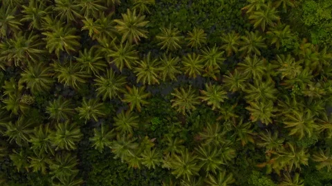 Aerial view of palm trees Stock Footage 108258441