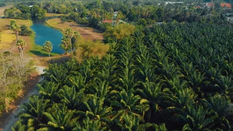 Aerial view of palm trees Stock Footage 109152313