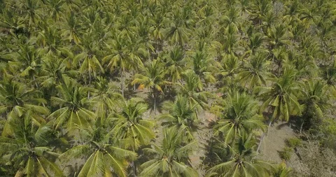 Aerial view of Palm trees Stock Footage 128467092