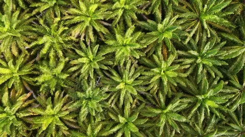 Aerial view of palm trees Stock Footage 300038484