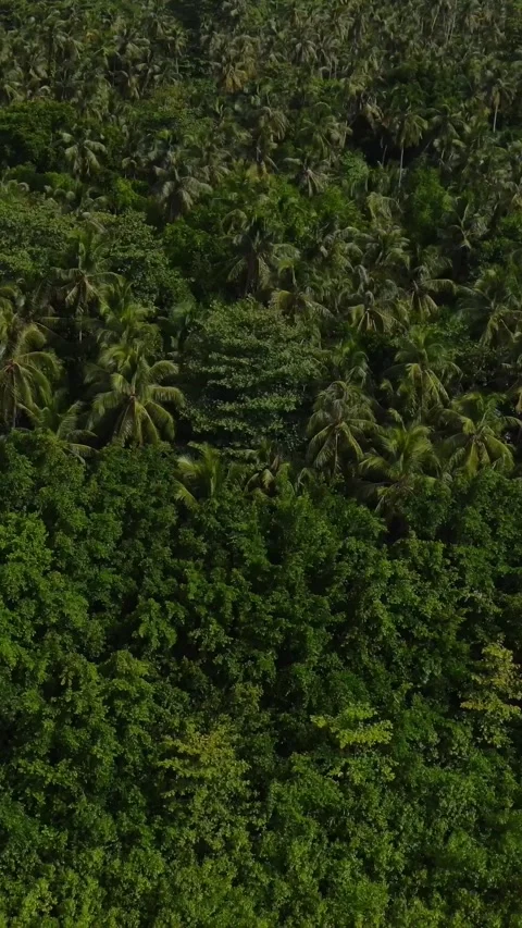Aerial view of palm trees forest in tropical island Stock Footage 295786843