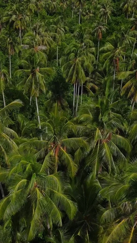 Aerial view of palm trees forest in tropical island Stock Footage 295786844