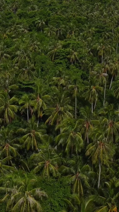Aerial view of palm trees forest in tropical island 스톡 동영상 295787000