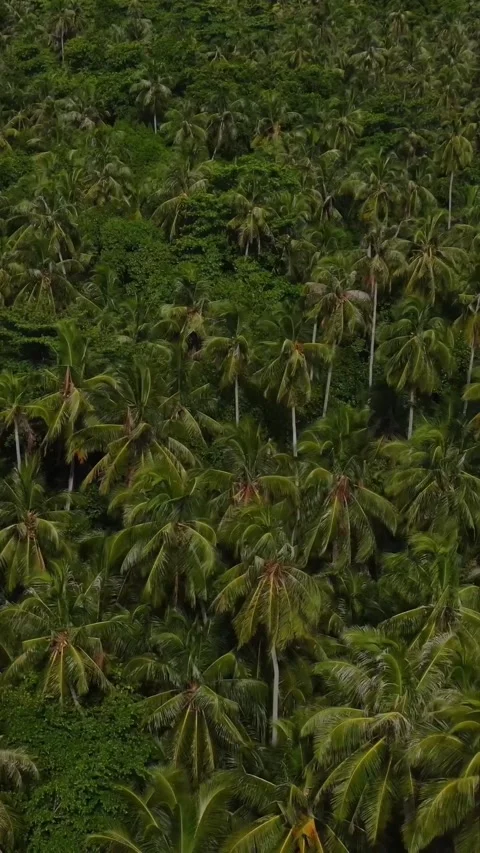 Aerial view of palm trees forest in tropical island Stock Footage 295787200