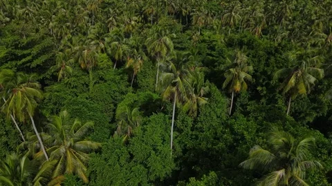 Aerial view of palm trees forest in tropical island Stock Footage 295787955