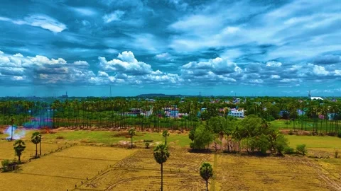 Aerial View of Palm Trees - Forwards Stock Footage 249548268