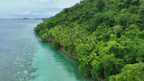 Aerial View of Palm Trees Lining a Scenic Tropical Island in Raja Ampat Stock Footage 271302555