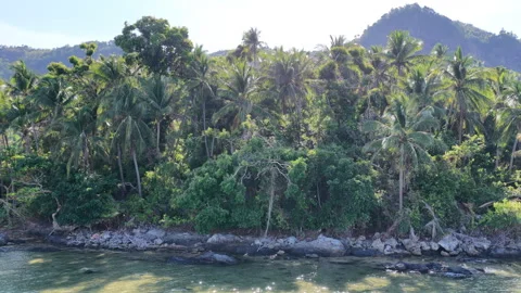 Aerial View of Palm Trees Lining the Coast of an Island in El Nido, Philippines Stock Footage 333932515