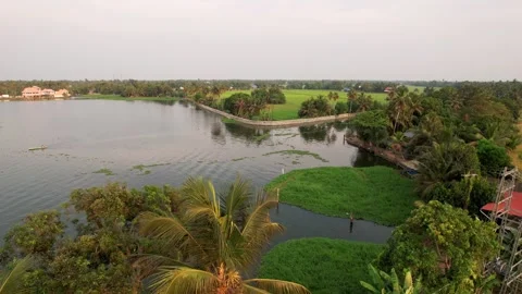 Aerial view of Palm trees over lake near rice fields in kerala, India Stock Footage 288143633