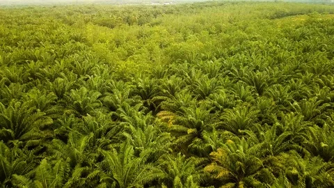 Aerial view of Palm Trees, Port Dickson,Malaysia Stock Footage 112614946