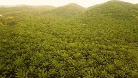 Aerial view of Palm Trees, Port Dickson,Malaysia Stock Footage 112615221