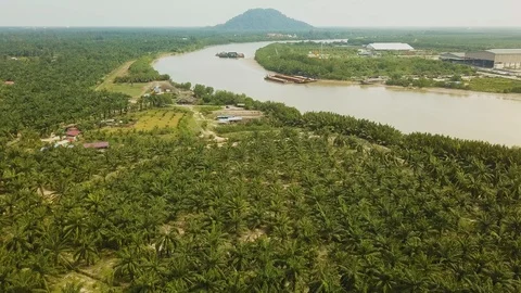 Aerial view of palm trees &amp; river, Jenjarom,Malaysia Stock Footage 112406883