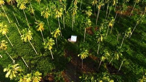 Aerial view of Palm Trees in San Vicente, Palawan, Philippines. Stock Footage 265249880