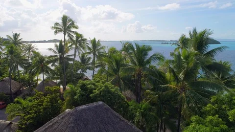 Aerial view of palm trees in wind - tropical paradise of  French Polynesia Stock Footage 89970413