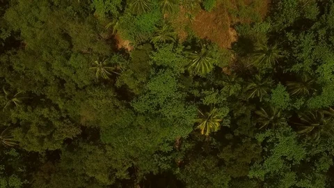 Aerial view of palms and Trees in seaside in Koh Rok Yai island, Thailand. Vidéo 90706289