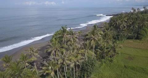 Aerial view of palms at the beach Stock Footage 128419753
