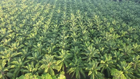 Aerial view Palms park Stock Footage 149495931