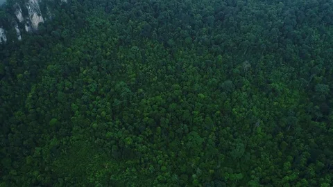Aerial view. Pan over rain forest which covered the foot of the hill. Video stock 81493034