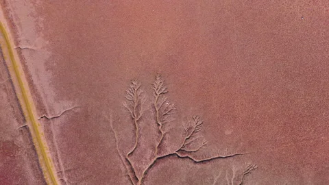 Aerial View of Panjin Red Beach Ecological Wetland with Flowing River Stock Footage 320052269