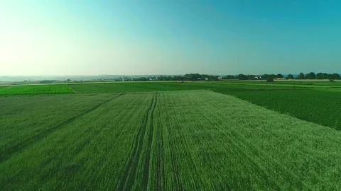 Aerial view panning. Low view over a green landscape with long grass. 4K. Stock Footage 113287544