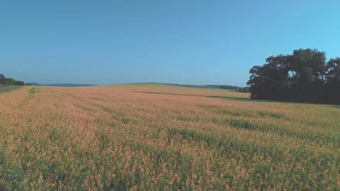 Aerial view panning. Low view over a green landscape. 4K. Video stock 115643913