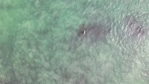 Aerial View Panning Out from a Surfer in the Ocean near the Beach Video stock 150947962