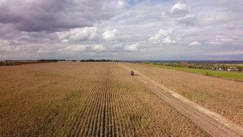 Aerial view panorama corn field on background of rural and natural landscape Stock Footage 122334598