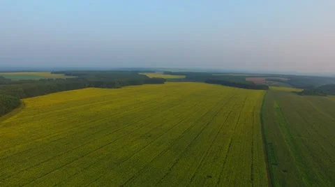 Aerial view of panorama of a fields of the blooming sunflowers Video stock 66376432