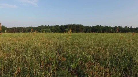 Aerial view panorama of flowering fields and forests,drone shot Stock Footage 112222933