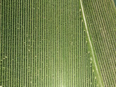 Aerial view of parallel crop rows in a field 스톡 사진