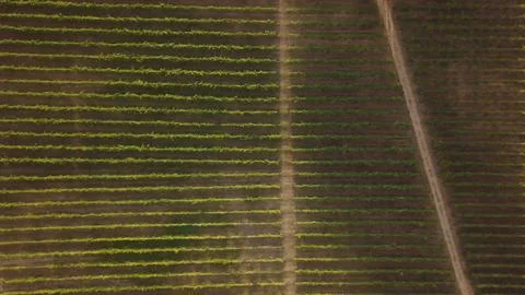 Aerial view of parallel rows of green grape vines in a vineyard in Portugal Stock Photos