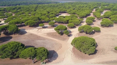 Aerial View of Park Coniferous Trees Stock Footage 82498127