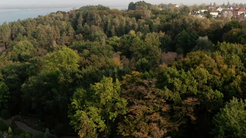 Aerial view. A park with deciduous trees. Autumn landscape. Natural background Видео 141219264