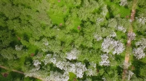 Aerial view of park with river Stock Footage 63137804