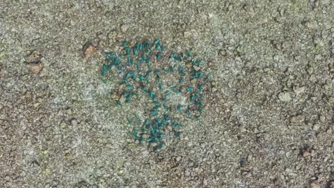 Aerial view of parrot fish over a coral reef in Maldives. Video stock 337979463