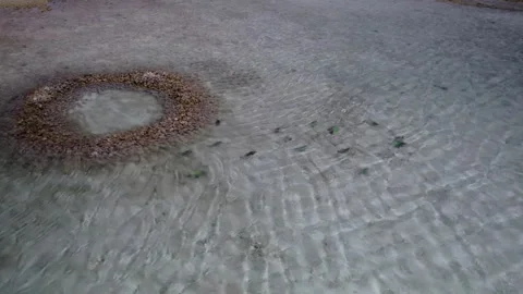 Aerial view of parrot fish school swimming in shallow waters of Los Roques Video stock 346338992