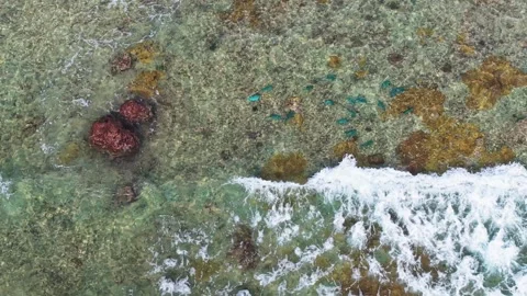 Aerial view of parrot fish in shallow water, Maldives. Video stock 337979443