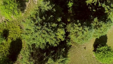 Aerial view passing over trees looking straight down 動画素材 136419880
