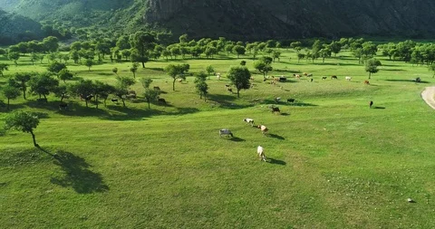 Aerial view of a pasture Stock Footage 93201418