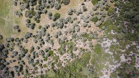 Aerial View Pasture Stock Footage 119394168