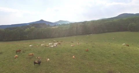 Aerial view of pasture with grazing cows in the countryside on a meadow Stock Footage 88097635