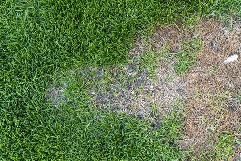 An aerial view of a patch of grass showcasing contrasting green and brown areas, 스톡 사진