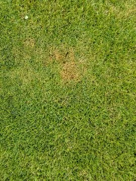 An aerial view of a patch of grass showing a brown spot amidst the green lawn, Stock Photos