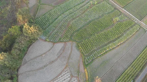 Aerial view of patched rice fields Stock Footage 107702318
